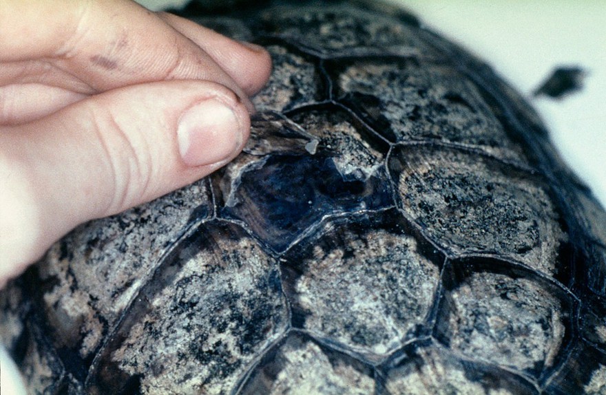 Tortoise: retained scutes. (Note how the rims are