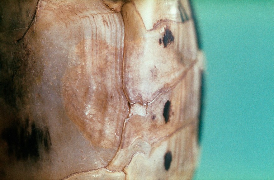 Tortoise: bacterial infection of plastron