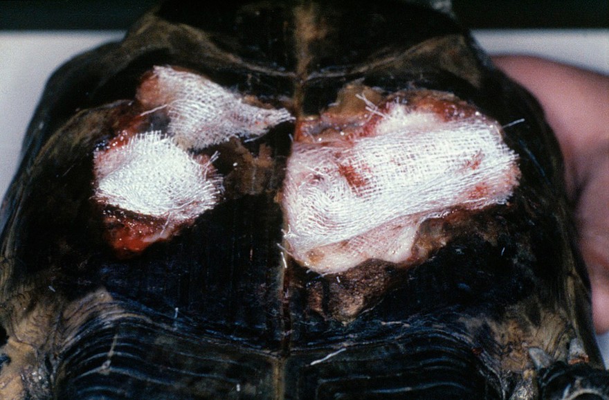 Tortoise: "shell rot" - raw area protected