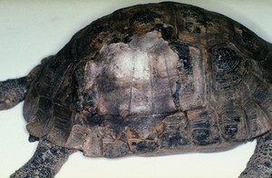 view Tortoise: burn on shell has caused necrosis