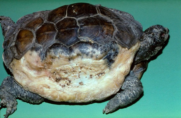 Tortoise: shell burn - horny layer destroyed