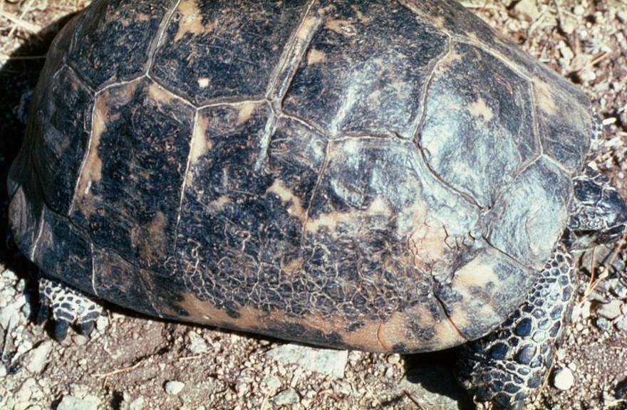 Tortoise: a healed bonfire burn - some years