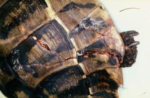 view Tortoise: fractured shell