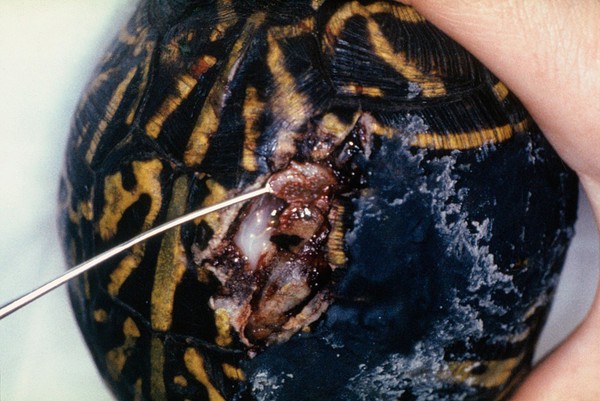 Tortoise: fractured shell