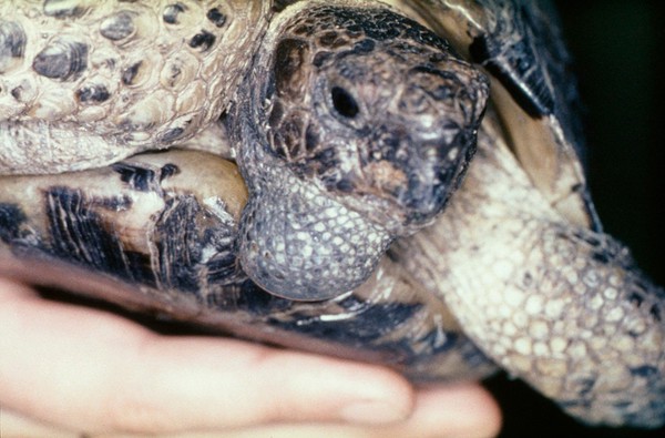 Tortoise: swelling on neck due to abscess
