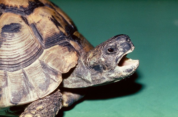 Tortoise with respiratory distress due to severe