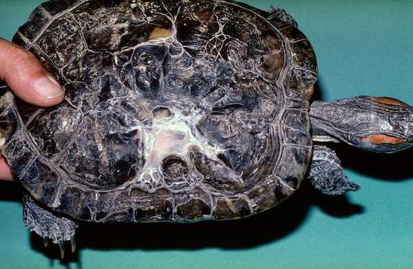 Tortoise with deep burn on carapace