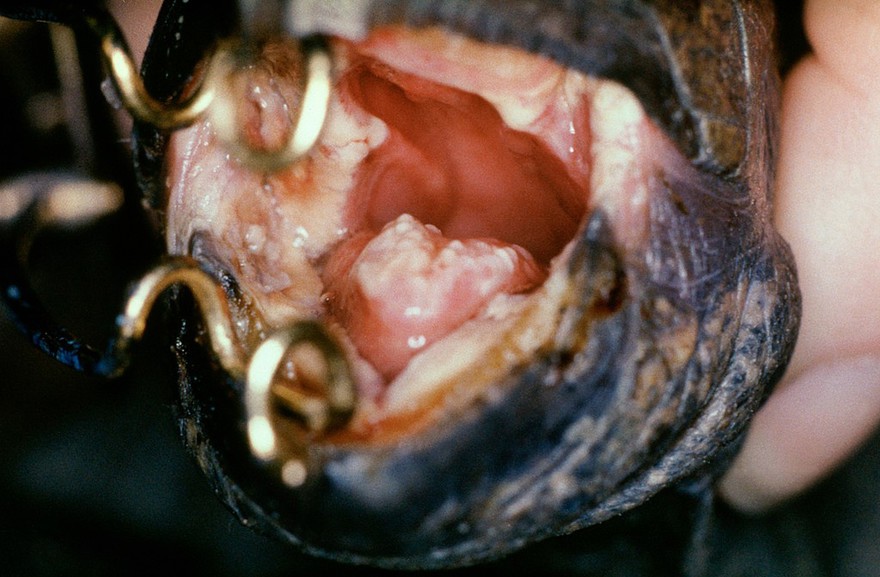 Tortoise: stomatitis - bacterial infection