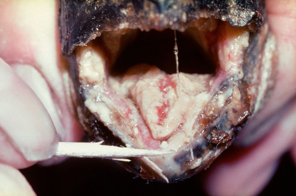 Tortoise: stomatitis - fungal infection