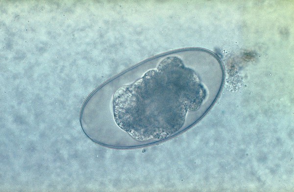 Egg of oxyuris from faeces of a tortoise