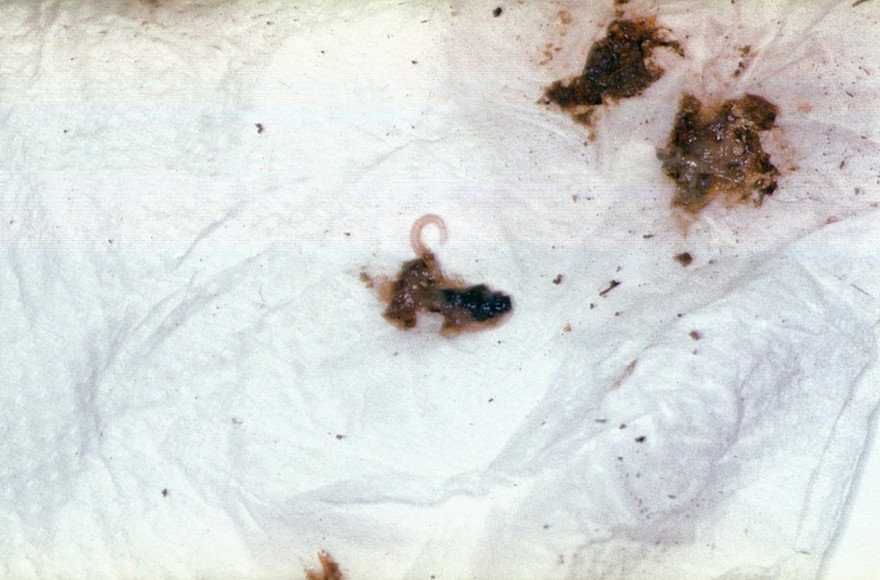 Tortoise: diarrhoeic faeces with worms