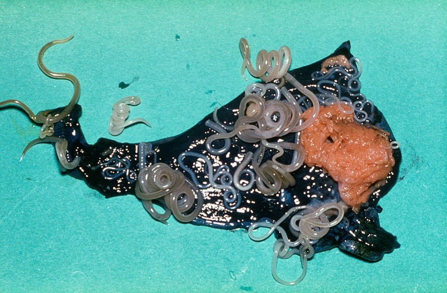 Tortoise: opened stomach with ascarids