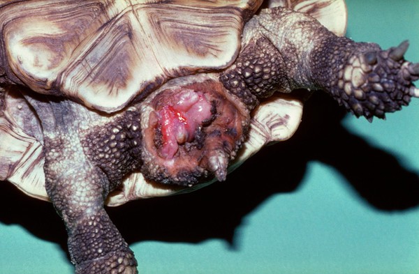 Tortoise: cloacal prolapse