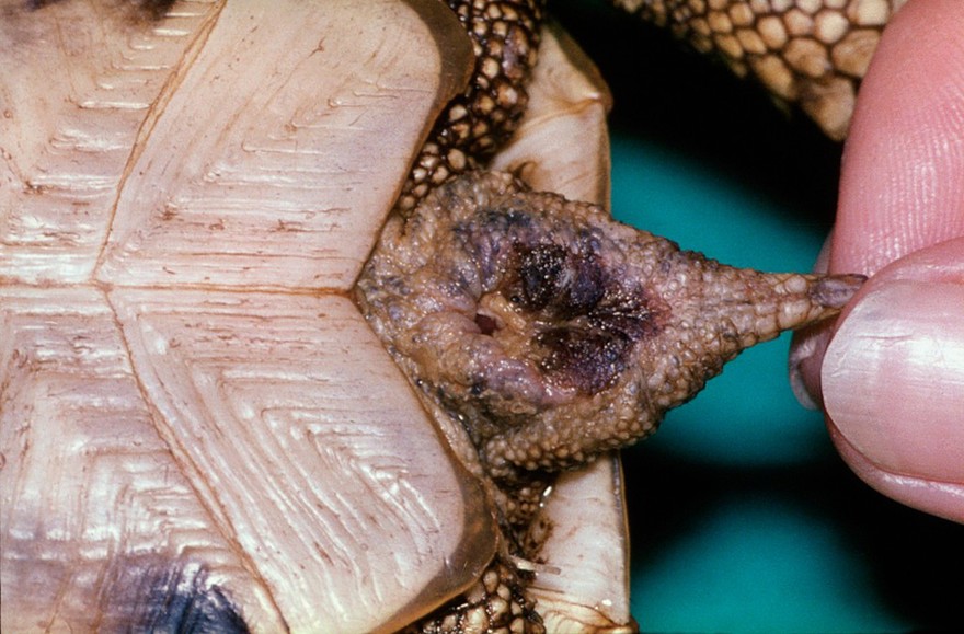 Tortoise: inflammation of cloaca - lameness