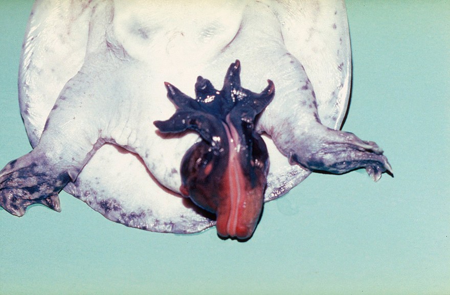 Tortoise: paraphymosis, irritation of cloaca