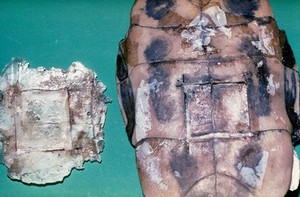 view Tortoise: caesarian section