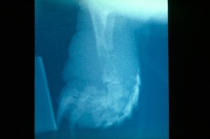 view Tortoise: osteomyelitis of the tibia