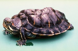 view Terrapin with rickets - vitamin deficiency