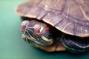 view Vitamin A deficiency in red-eared terrapin