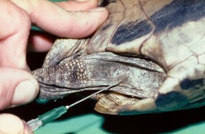 view Tortoise: subcutaneous injection