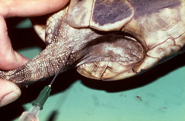 Tortoise: intramuscular injection