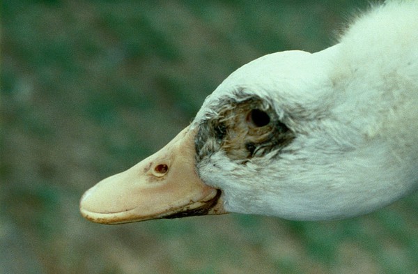 Conjunctivitis in a duck - ornithosis