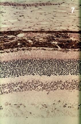 Histological section of the canine retina.