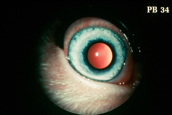 Canine eye: a china eye.