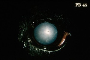 view Canine retina: mature cataract