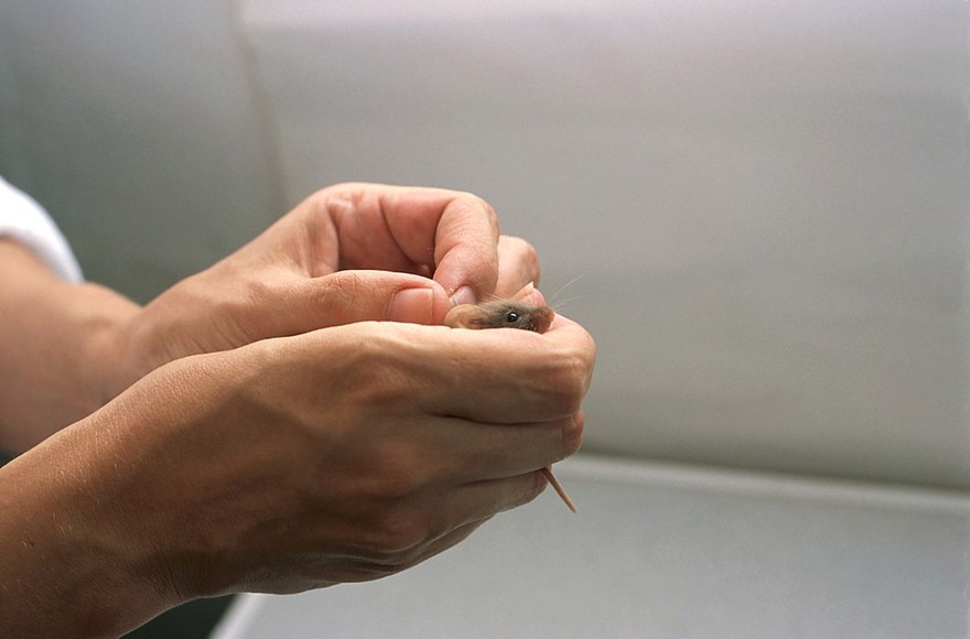 Mouse health check