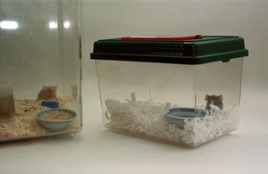 view Mouse in quarantine