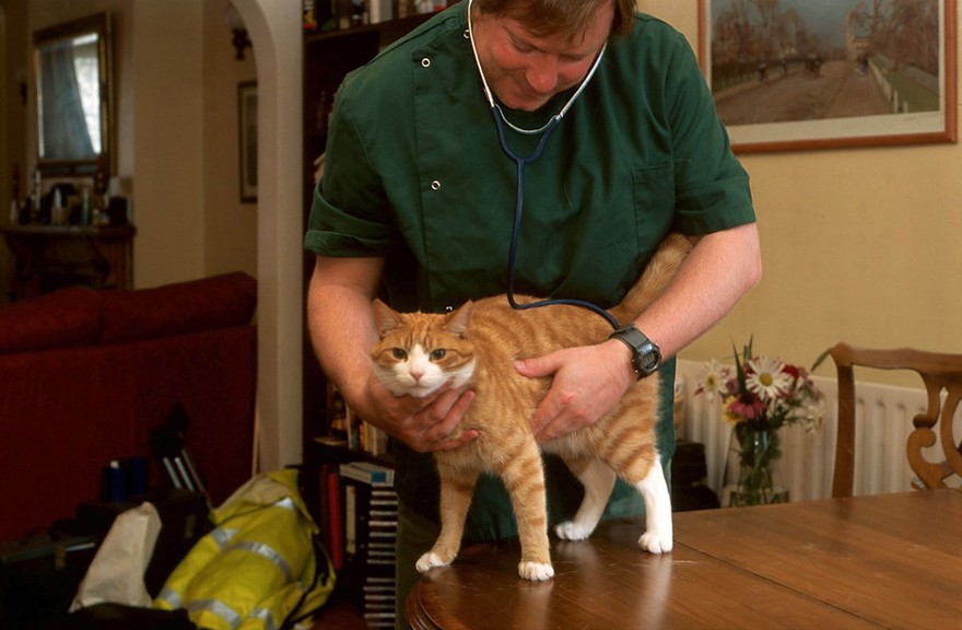 Cat health check