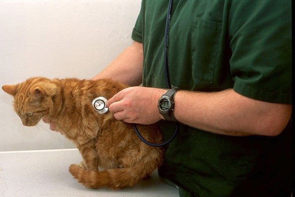 Cat health check