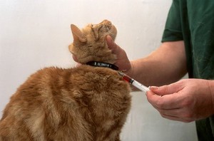 view Cat health check