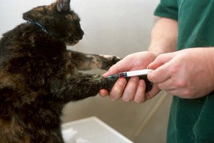 view Cat health check