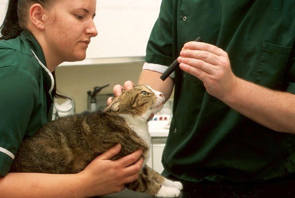 Cat health check