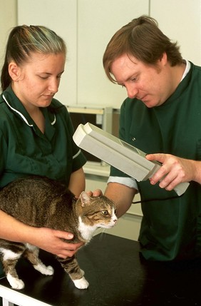 Cat health check