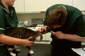 view Cat health check