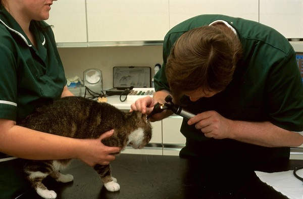 Cat health check