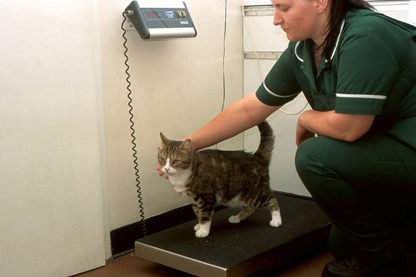 Cat health check