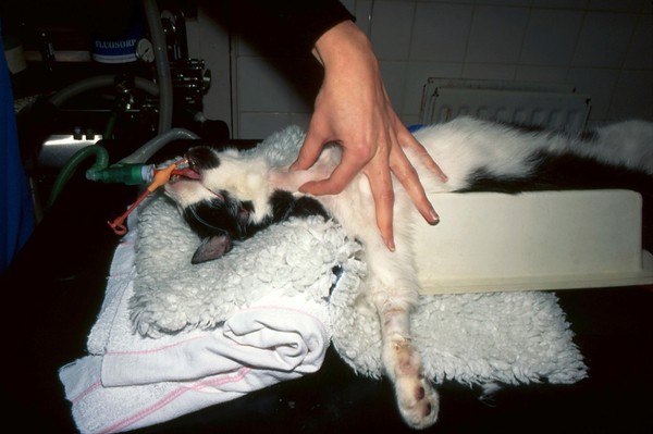 Cat surgery, thyroidectomy