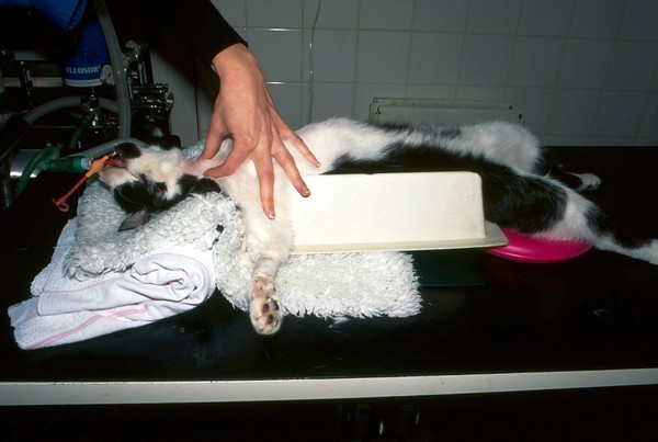 Cat surgery, thyroidectomy