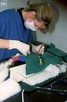 Cat surgery, thyroidectomy