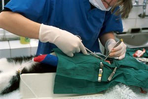 view Cat surgery, thyroidectomy