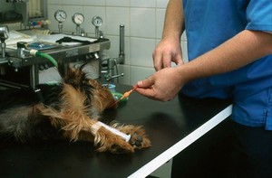 view Dog castration, inflating anaesthetic cuff