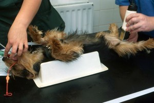 view Dog castration, shaving operative site