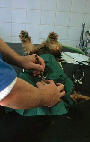 view Dog castration, incision