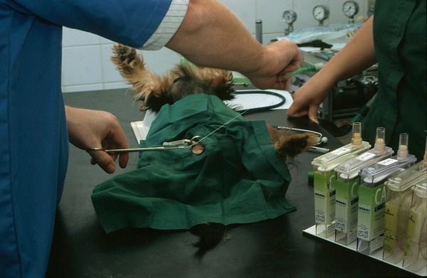 Dog castration, suturing up