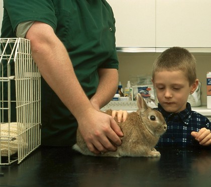 Rabbit health check. Examining the rabbit.