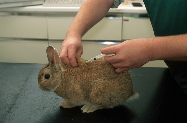 Rabbit health check, vaccination